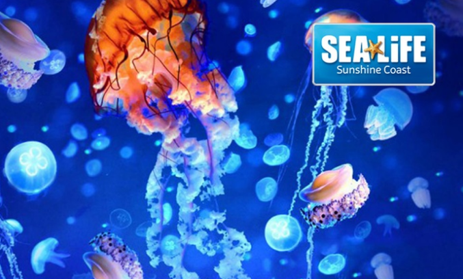 All Day Access to SEA LIFE Sunshine Coast from $20.80 (Up to $65 Value)