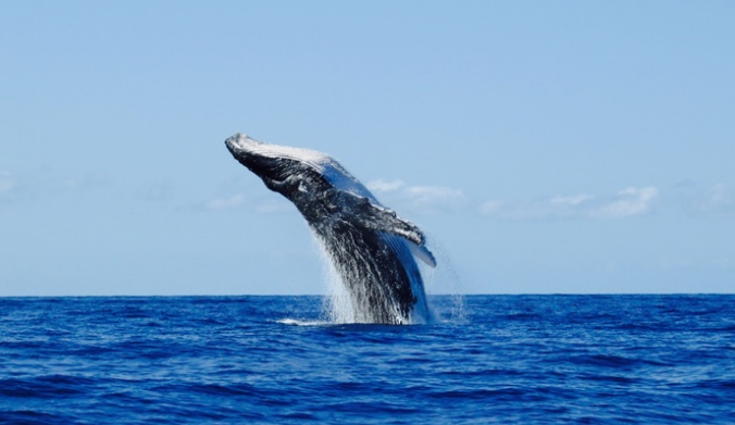 $49 for Two-Hour Whale Watching Cruise for One Person (Up to $99 Value)