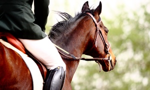 $220 for Four 30-Minute Private Horse Riding Lessons at Centennial Stables (Up to $440 Value)