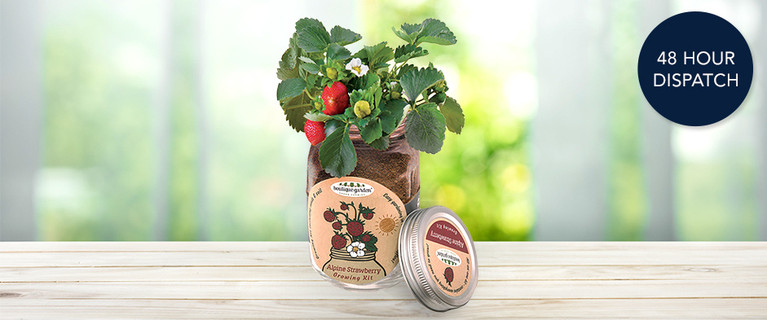 Gardening Fun with This Boutique Garden Retro-Style Mason Jar Alpine Strawberry Growing Kit! Only $9.99
