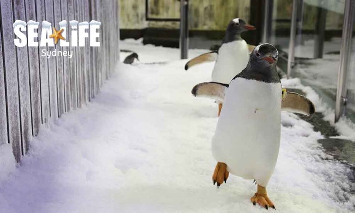 SEA LIFE Sydney Aquarium Entry with Meal Package – Child ($25) or Adult ($35), Darling Harbour (Up to $55.95 Value)