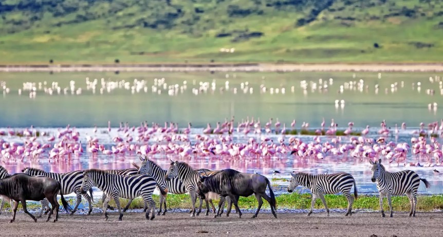 Ultimate 11-Day Luxury Safari of Tanzania & Kenya 11 Days from AUD$8,799 /person (Valued up to $15,850)