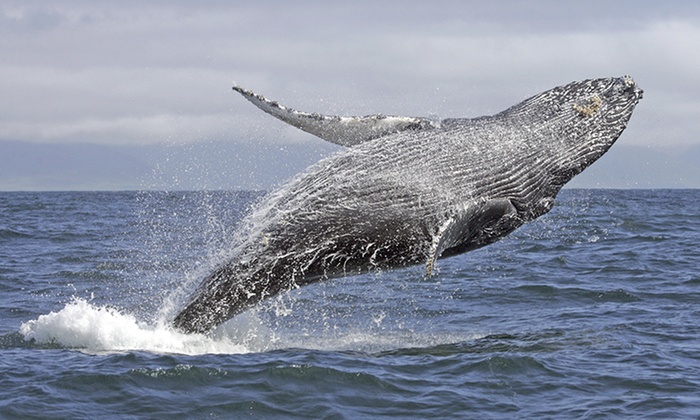 Whale Watching Cruise with Meal: Weekday ($39)