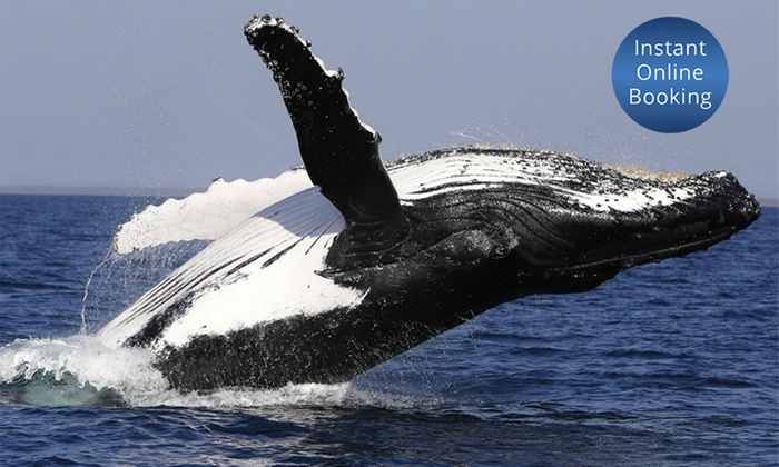 Four-Hour Whale Watching Cruise with Lunch: Weekday ($35) or Weekend ($45) with Get On A Boat (Up to $99 Value)