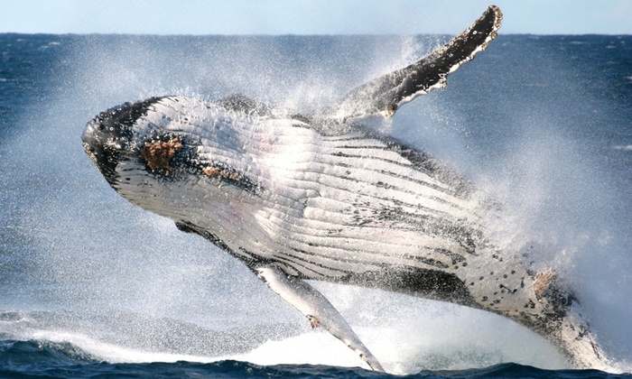 Whale Watching + Refreshments: 1 Person, Weekday ($35) or 2 Ppl, Weekend ($72) with Go Whale Watching (Up to $144 Value)