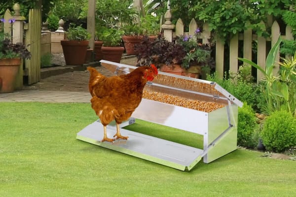 PROMO PRICE | Outdoor Auto Chicken Feeder $45 + FREE SHIPPING (Beat the price rise to $59)