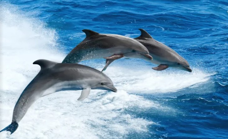 Get up Close and Personal with Dolphins and Seals on an Award-Winning Adventure Tour!  From One Person  $45 (VALUED AT $85)