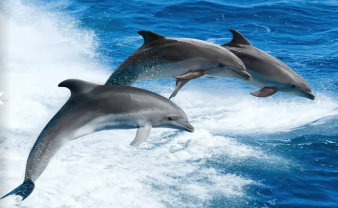 Get up Close and Personal with Dolphins and Seals on an Award-Winning Adventure Tour! From $45