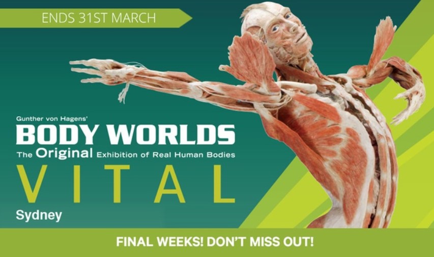 $25 for Ticket to Body Worlds Vital, until 31st March, Sydney Town Hall (Up to $32 Value)