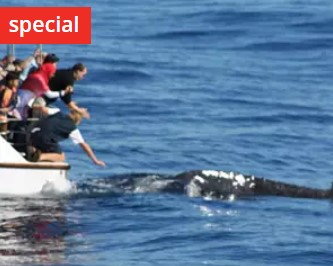 Whale Watching Cruise – Gold Coast, QLD $59