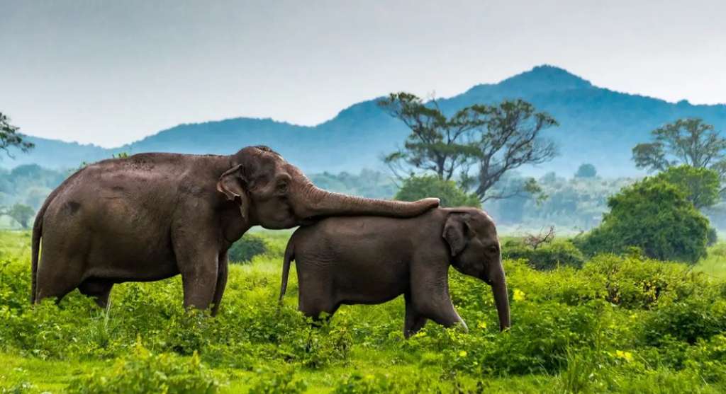 Sri Lanka: 8-Day Tour with Minneriya National Park Safari and Sigiriya Rock Fortress Visit A$699/person